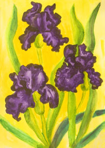 Three violet irises