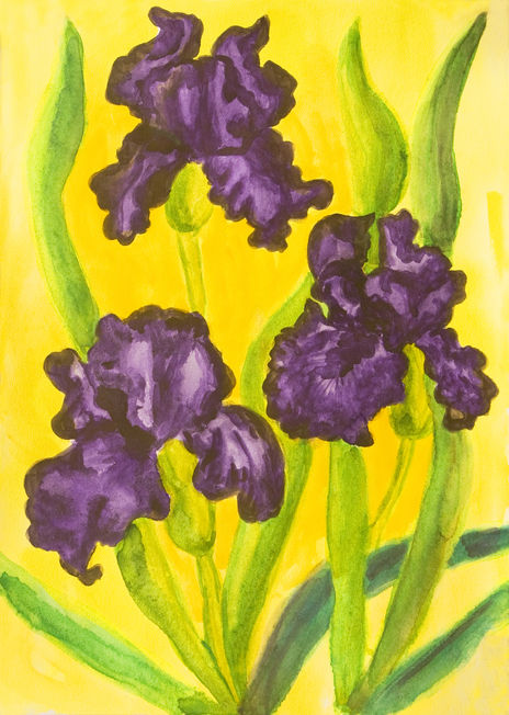 Three violet irises