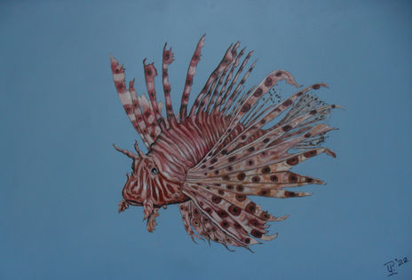 Lionfish