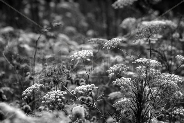 Zanahoria silvestre Nature Black and White (Digital)