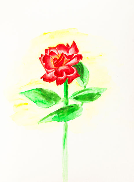 Red rose on yellow