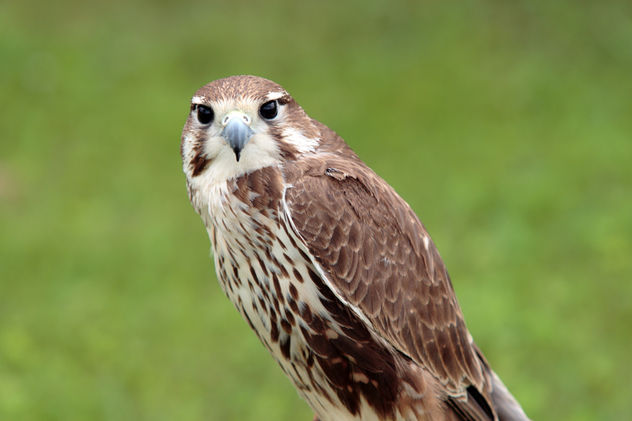 Pequeño halcon