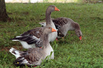 Patos silvestres