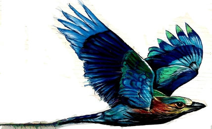 Pajaro