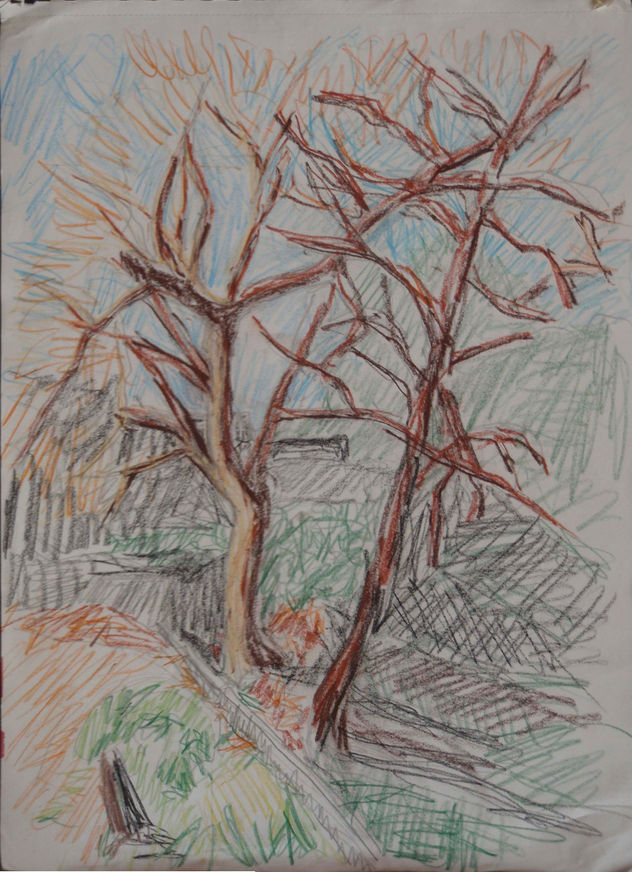 Roures de l'hort a l'ivern