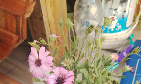 Flores