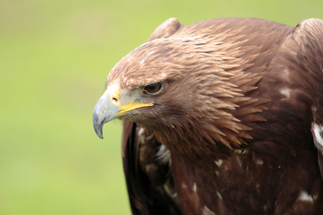 Aguila iberica Nature Color (Digital)