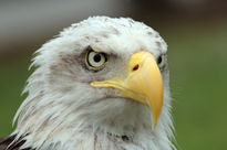 Aguila americana