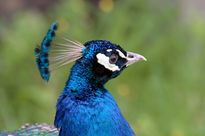 Pavo real