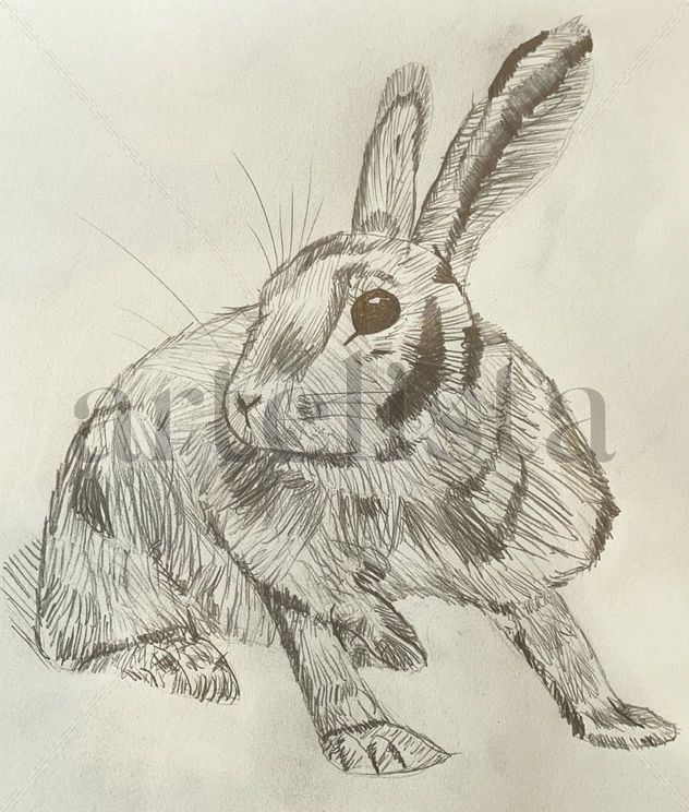 El conejo