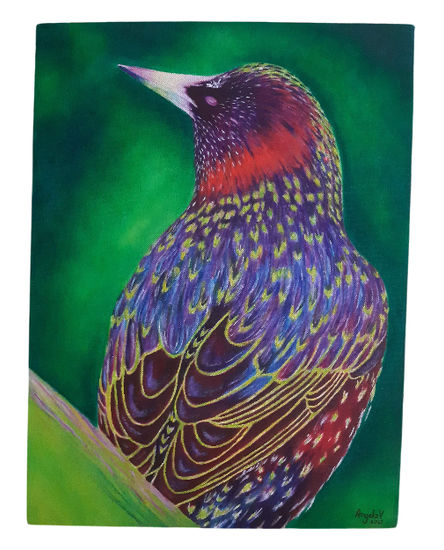Ave Colorida Oil Canvas Animals