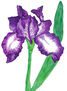 Iris of violet and white colours