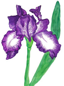 Iris of violet and...