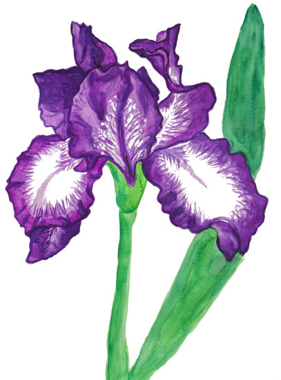 Iris of violet and white colours Acuarela Papel Floral