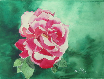 Rosa fucsia