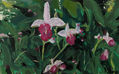 Flores de selva