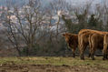 Happy Cows in fields