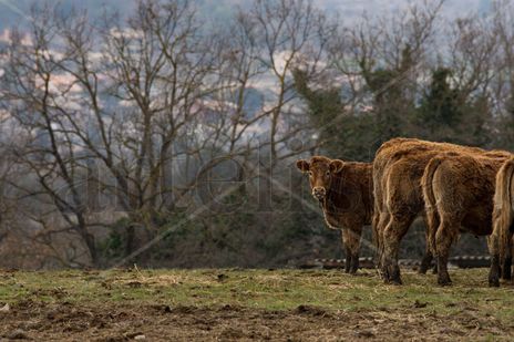 Happy Cows in fields