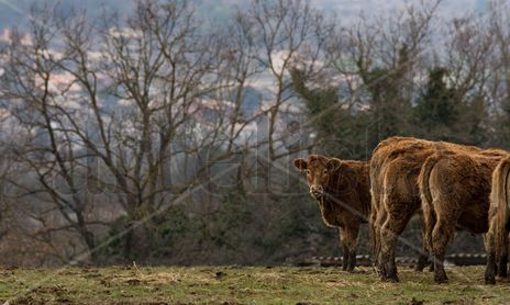 Animals Shoots