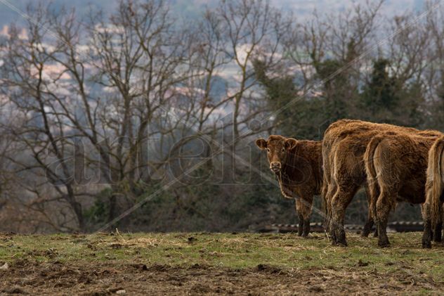 Happy Cows in fields