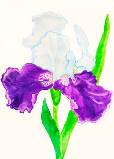 Iris in violet and white colours Watercolour Card Floral Painting