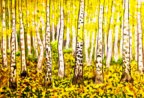 Birch forest in autumn