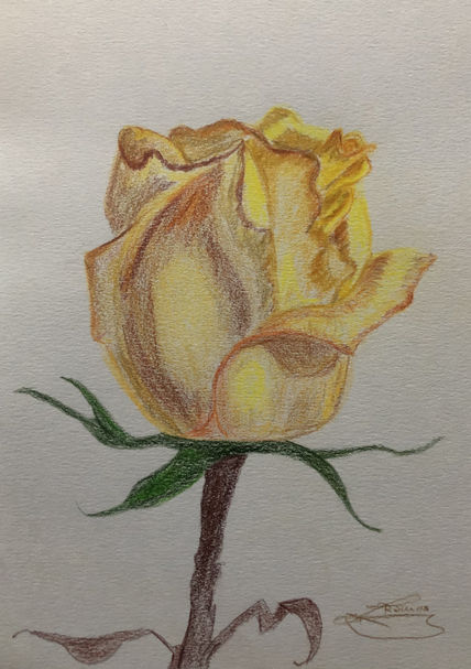 Rosa