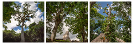 Tikal Selvático /...