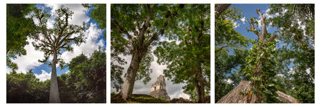 Tikal Selvático /...