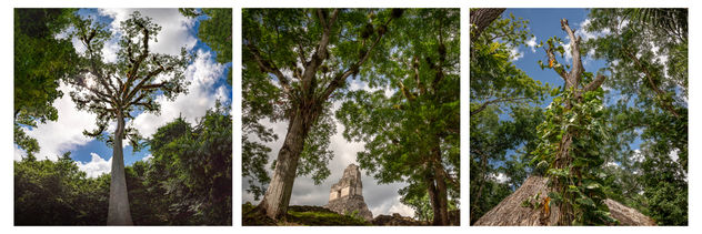 Tikal Selvático / Junglistic Tikal