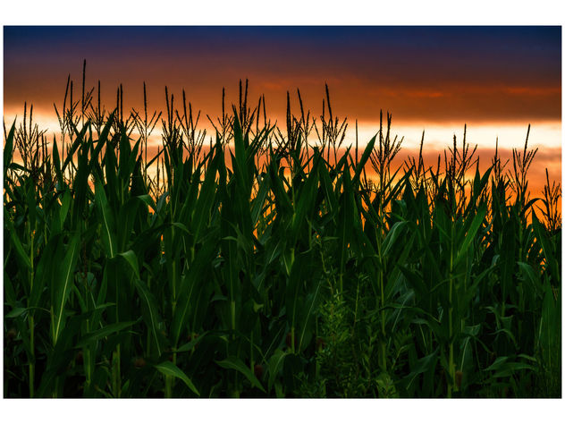Maizal al anochecer / Corn Plantation at Dusk