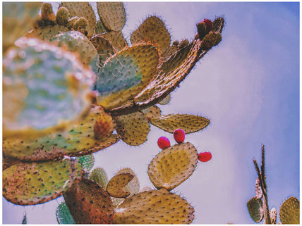 Nopal Washed