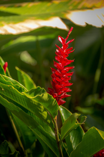 Alpinia Purpurata Nature Color (Digital)