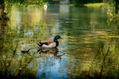 Ánade real en un estanque / Mallard in a pond