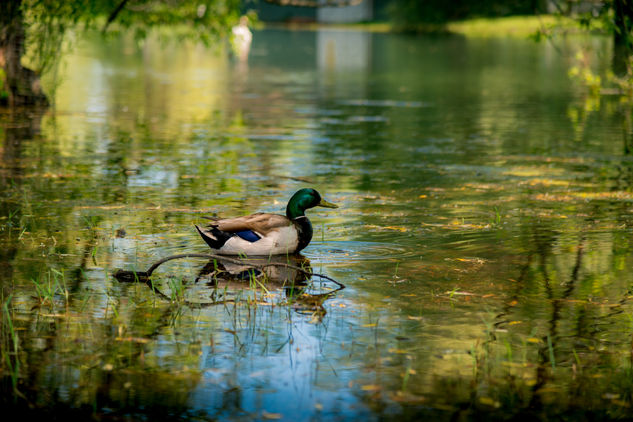 Ánade real en un estanque / Mallard in a pond Portrait Color (Digital)