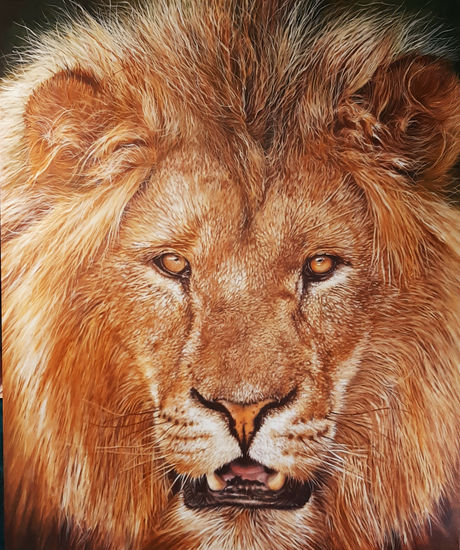 The Lion Oil Canvas Animals