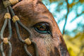 Retrato / Caballo Granja