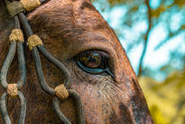 Retrato / Caballo...