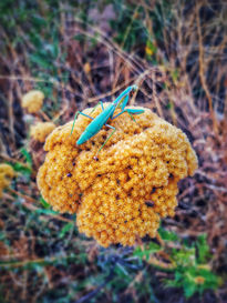 Insecto posado en flor