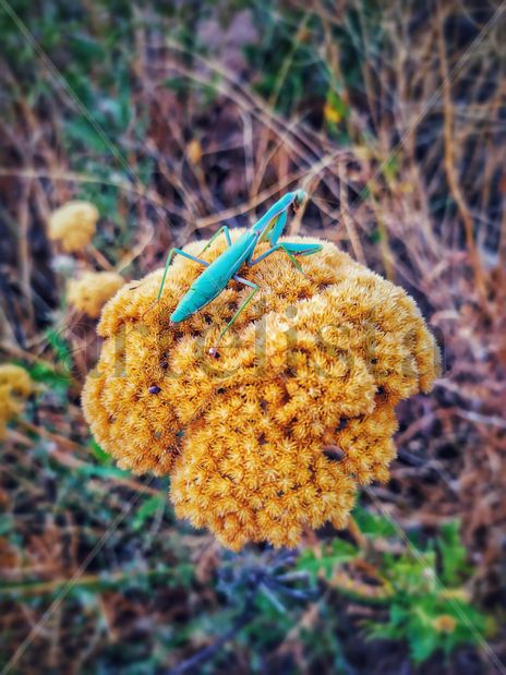 Insecto posado en flor