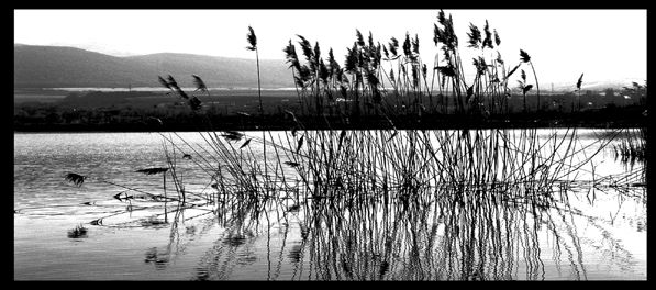 Geca Naturaleza Blanco y Negro (Digital)