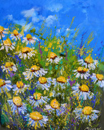 Daisies in summer