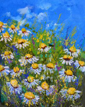 Daisies in summer