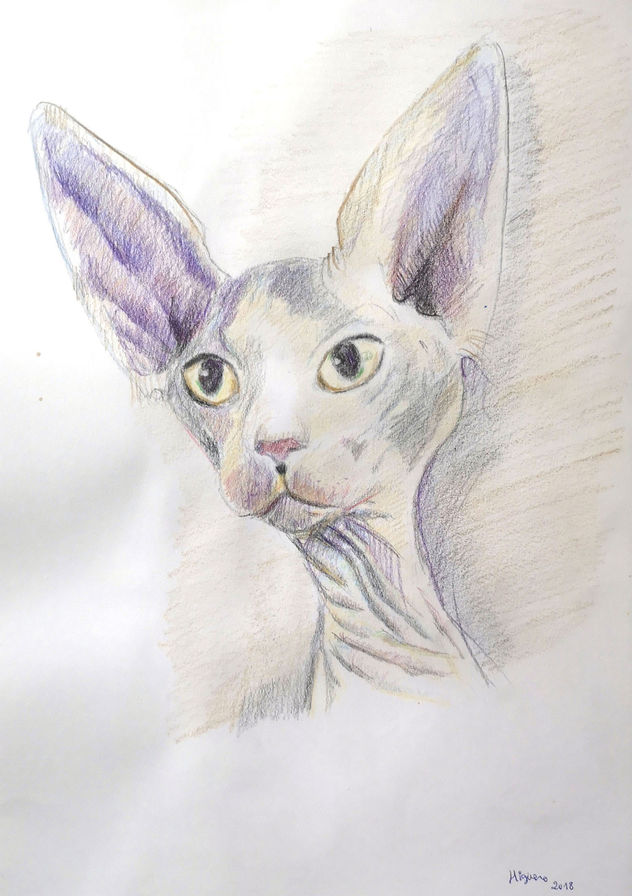 IMAGEN DE UN GATO EXÓTICO