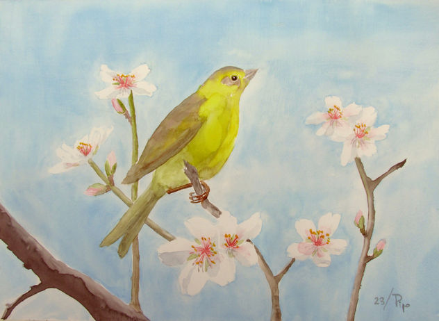 canario en un almendro