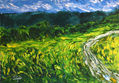 Campos verdes
