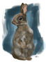 Conejo