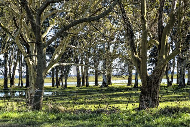 Landscape in Argentina Eucalyptus trees