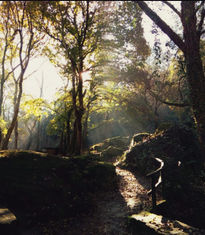 Los verdes - coruña