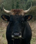 EL TORO